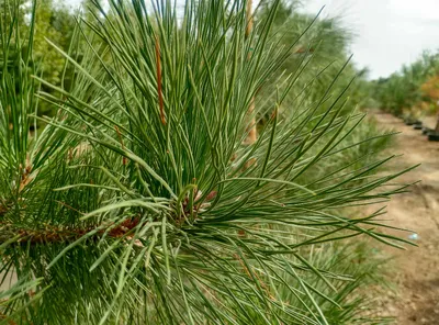 Pinus ponderosa 'Pendula', Сосна желтая 'Пендула'|landshaft.info