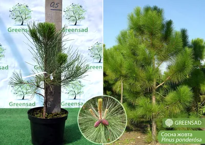 Сосна желтая. Орегонская. Pinus ponderosa. Yellow pine | ПИТОМНИК  ЭКЗОТИЧЕСКИХ ДЕРЕВЬЕВ