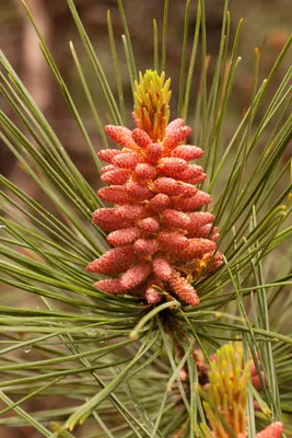 Сосна желтая (Pinus ponderosa) \"Black Hills S.Dakota\" 3 шт.