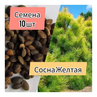 Сосна желтая купить в Киеве, цена — Greensad