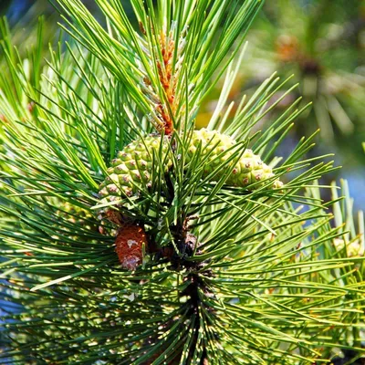 Pinus ponderosa - Изображение особи - Плантариум