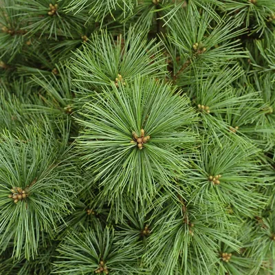 Сосна крымская. Pallas pine. | ПИТОМНИК ЭКЗОТИЧЕСКИХ ДЕРЕВЬЕВ