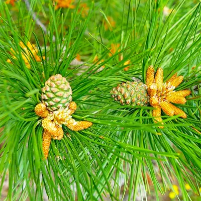 Сосна крымская 150/175 Pinus nigra subsp. pallasiana (К) — цена в LETTO