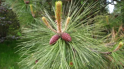 Сосна Желтая (Pinus ponderosa) (ID#1194227526), цена: 95 ₴, купить на  Prom.ua