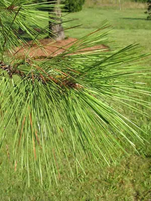 Сосна желтая (Pinus ponderosa)