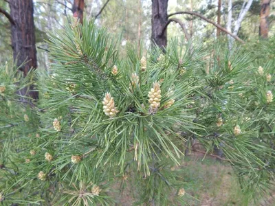 Галерея домов от КЛМ-АРТ