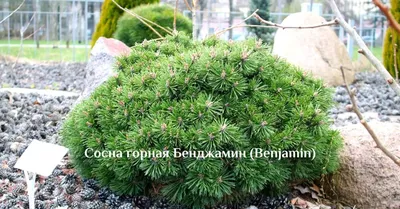 Сосна валлихиана, купить саженцы сосны валлихианы в Москве в питомнике  недорого!