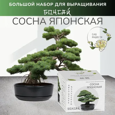 Сосна бонсай