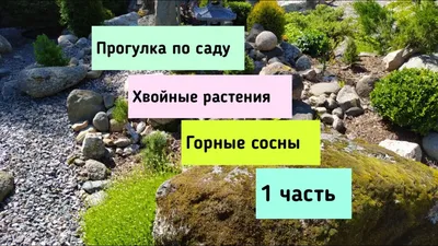 Хвойные растения для сада. Фильм третий - сосны. - YouTube