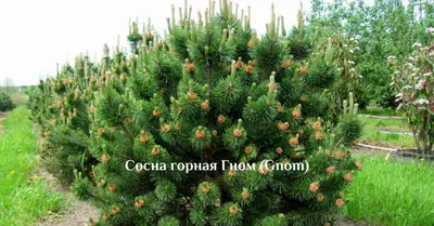 Прогулка по саду.Хвойные растения.Сосны (1 часть). - YouTube