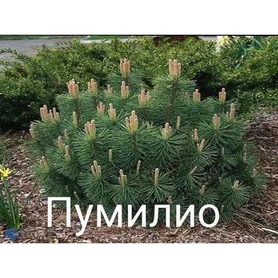 Сосна Sylvestris - Садовый центр \"Наш Сад\" - ландшафтный дизайн и  озеленение в Бишкеке