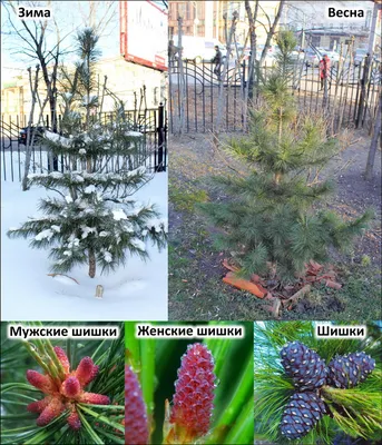 Сосна черная Хельга, Pinus niigra Helga С15, h60см | САД ПОЛТАВИ
