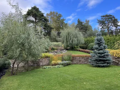 Сосна обыкновенная Эксклюзив (ниваки) Pinus Sylvestris Bonsai| Блог о  ландшафтном дизайне