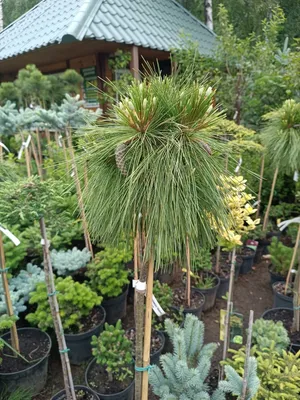 Декоративная Сосна В Саду На Дереве — стоковые фотографии и другие картинки  Pinaceae - Pinaceae, Без людей, Биология - iStock