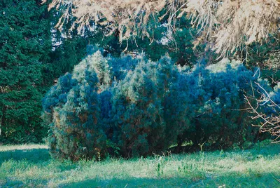 Сосна горная Бенджамин в Москве 🌲 - купить саженцы сосны Бенджамин в  питомнике «Зеленый Рай» по выгодной цене