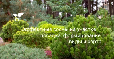 Сосна кедровая европейская - купить саженцы в Москве