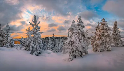 Сосны в снегу фото фотографии