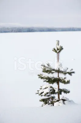 Сосны в снегу фото фото