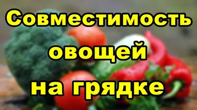 Совместимость огородных культур Совместные посадки овощей и пряных растений  нужно производить, учитывая при.. | ВКонтакте