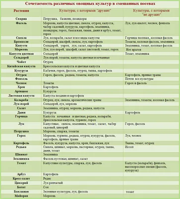 Совместимость посадки: что с чем сажать на огороде - Agro-Market