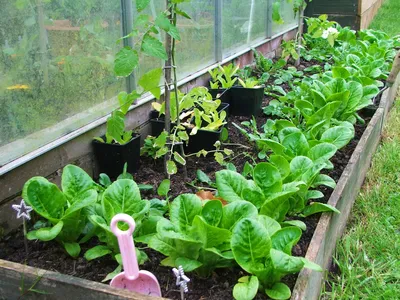 Планирование посевов и совместимость овощей на грядке | Садоводство,  Огород, Растения