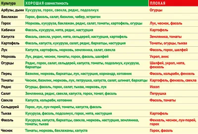 Что с чем растёт? Совместимость растений на грядке - Рамблер/женский