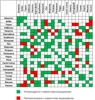 Совместимость овощных культур на одной грядке – совместные посадки. Плохие  и хорошие соседи - SADURAD