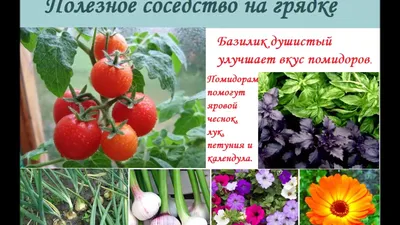 Ответы Mail.ru: Бывалые огородники!! Подскажите начинающему в какой  последовательности садить овощи на грядках.