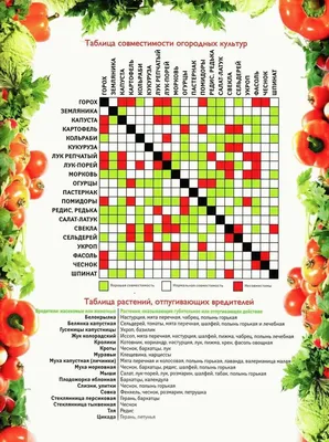 Совместимость растений в саду и огороде (таблица) | Растения, Огород, Сад