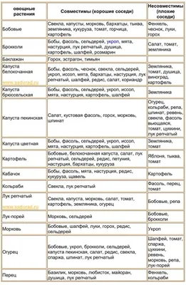 Совместимость овощных культур на одной грядке – совместные посадки. Плохие  и хорошие соседи - SADURAD