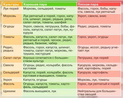 Соседство овощей на грядках: таблица совместимости | zelenysad.ru