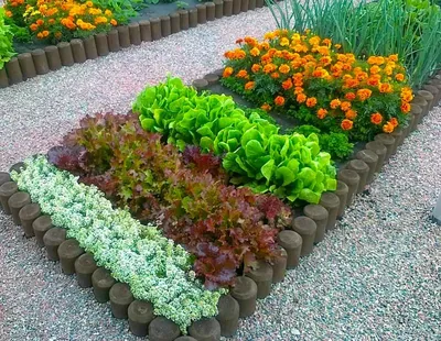 Солнечные оттенки в огороде: растения в желтой и оранжевой гамме -  Рамблер/новости