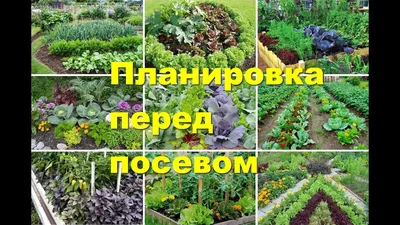 Пряные травы: Выращивание пряных трав на даче, 8 правил — как вырастить  пряные травы в огороде, дома в горшках | Houzz Россия