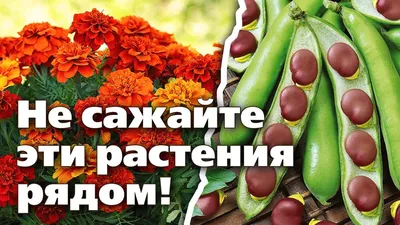 Совместимость овощей на грядке при посадке: таблицы и схемы посадки | ivd.ru