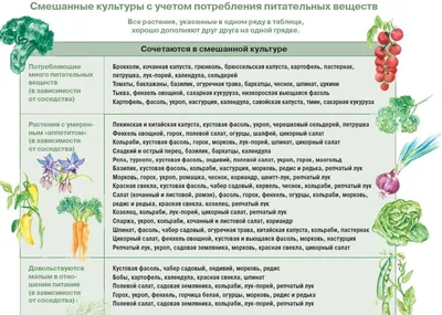 Рядом с чем можно и нельзя сажать клубнику | В саду (Огород.ru)