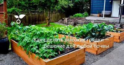 Семейный сад: современный огород - купить книгу в интернет магазине, автор  Наталья Доронина - Ridero