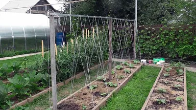 Огород.ru - Способы подвязки огурцов (ТЕПЛИЦА). 🥒... | Facebook