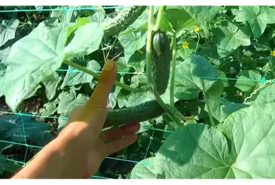 Схемы посадки огурцов: 4 причины, почему стоит их соблюдать | AgroMarket  интернет магазин семян