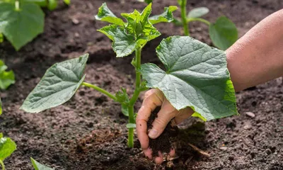 Как сажать огурцы: когда и в какой грунт, пошаговая инструкция | РБК Life