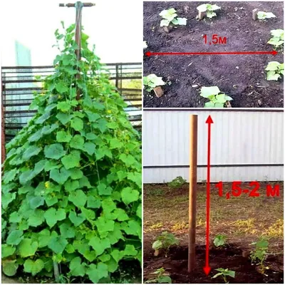 Сорта и гибриды огурца для теплицы и для открытого грунта - Agro Portal
