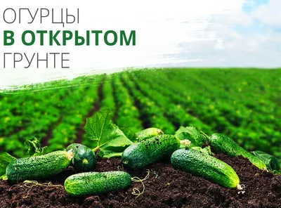 ВЫРАЩИВАНИЕ ОГУРЦОВ В ОТКРЫТОМ ГРУНТЕ!!! ТЕПЛАЯ ГРЯДКА-КОРОБ!!! - YouTube