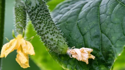 Вырастить огурцы на шпалере в открытом грунте | naidy-garden.ru