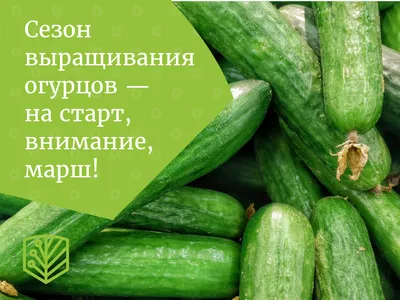 Как вырастить огурцы в открытом грунте.