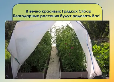 От габиона до хай-тека. Лучшие материалы для грядок | Огород | Дача |  Аргументы и Факты