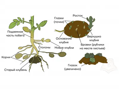 Органы растений. Часть 2 - Умскул Учебник