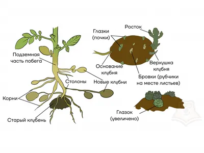 Строение картофеля фото фото