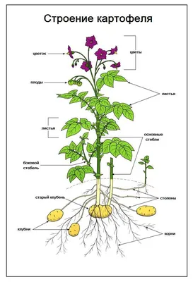 Картофель – описание, сорта и фото, выращивание, уход