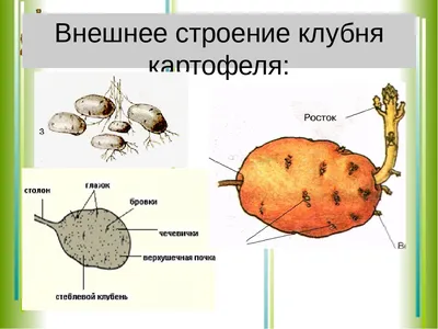 Помогите :зрассмотрите внешнее строение клубня картофеля.найдите углубления  с почками(глазками),рубцы от листочков(бровки),след от  столона.определите,где почек больше:у основания(со стороны столона) или на  верхушке.найдите верхушечную и пазушные почки ...