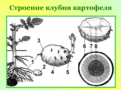 Органы растений. Часть 2 - Умскул Учебник