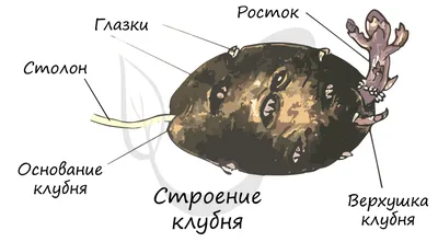 Строение корневища